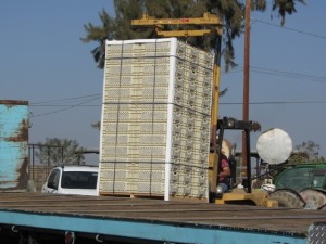 Load 6-FV pallet on truck