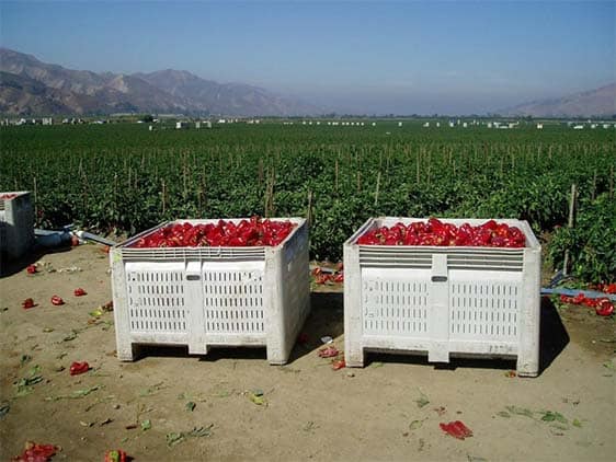 Plastic Bins for Agriculture, Macro Agricultural Bins