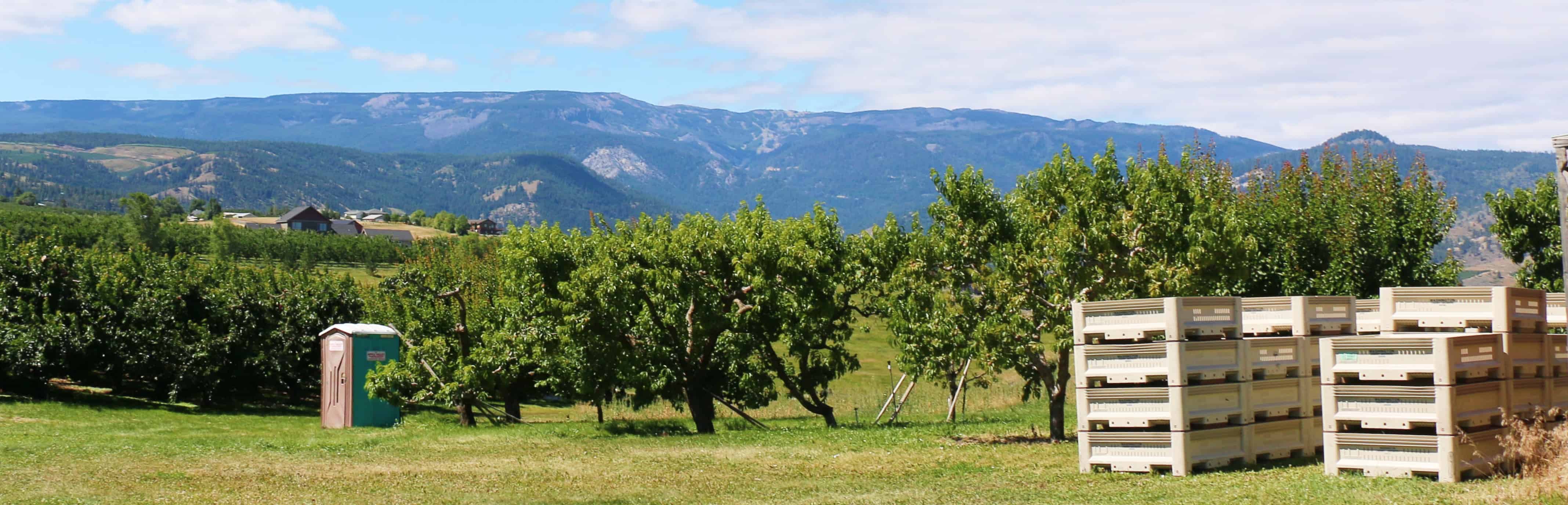 Plastic Harvest Bins or Wood Bins: Which Should Farmers Choose? - Blog