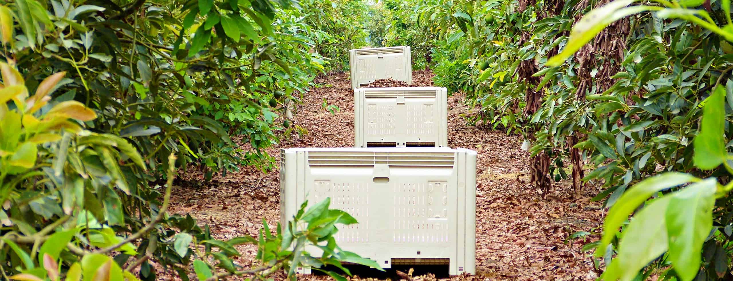 Plastic Bins for Agriculture, Macro Agricultural Bins